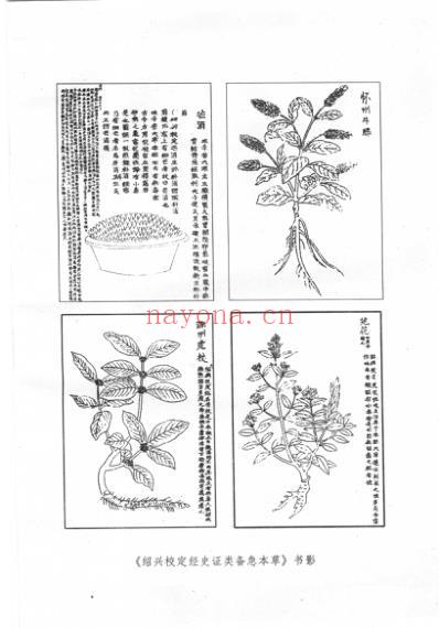 绍兴本草校注.pdf