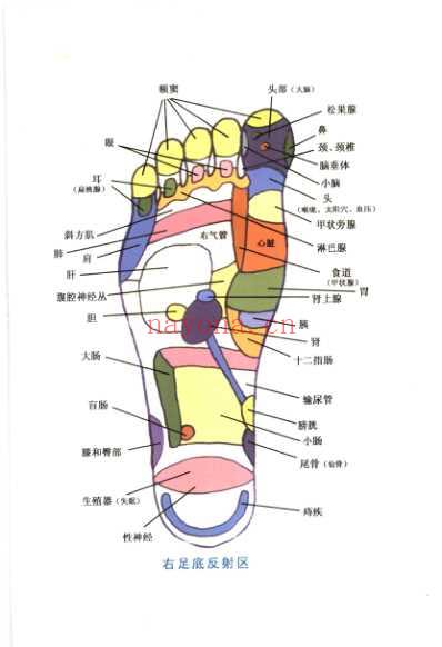 足部推拿按摩_宋一同.pdf
