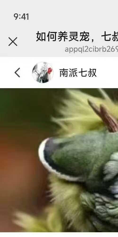 南派七叔 灵宠