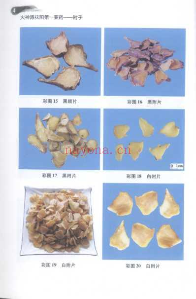 火神派扶阳第一要药-附子.pdf