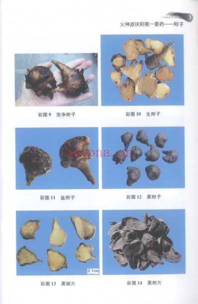 火神派扶阳第一要药-附子.pdf