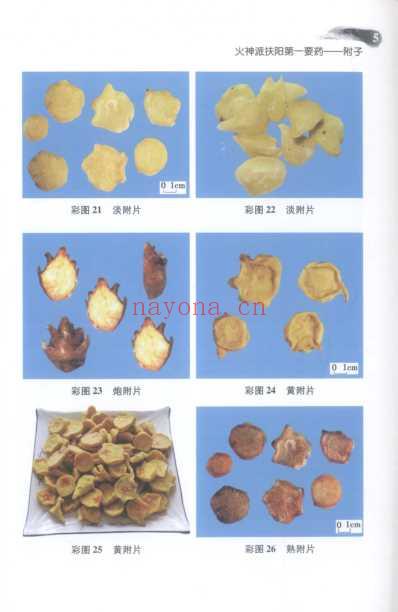 火神派扶阳第一要药-附子.pdf