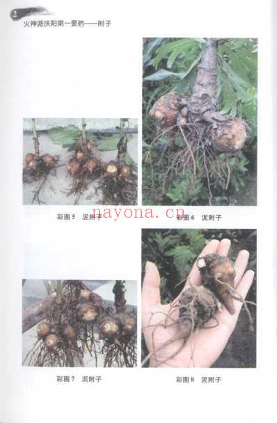 火神派扶阳第一要药-附子.pdf