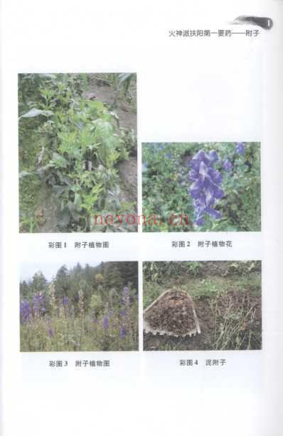 火神派扶阳第一要药-附子.pdf