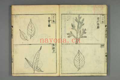 大和本草-日宽永刻本_十九.pdf