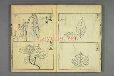 大和本草-日宽永刻本_十九.pdf