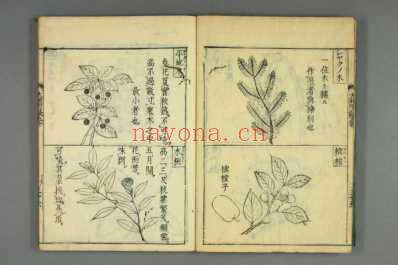 大和本草-日宽永刻本_十九.pdf