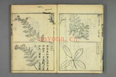 大和本草-日宽永刻本_十九.pdf