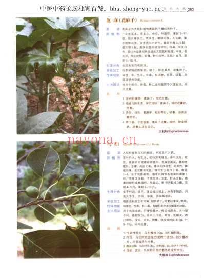 中草药大典-下册-陈士林林余霖.pdf