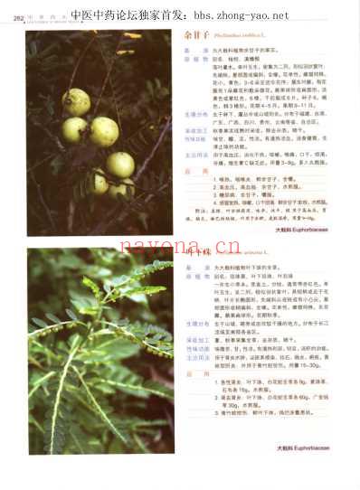中草药大典-下册-陈士林林余霖.pdf