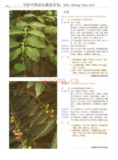 中草药大典-下册-陈士林林余霖.pdf