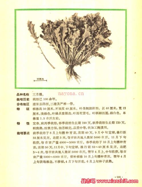 上海蔬菜品种志 1959