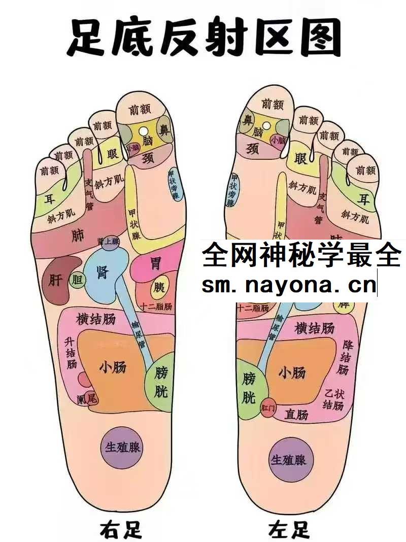 100种疾病足疗调理法 肘关节炎的足反射区治疗 100集视频