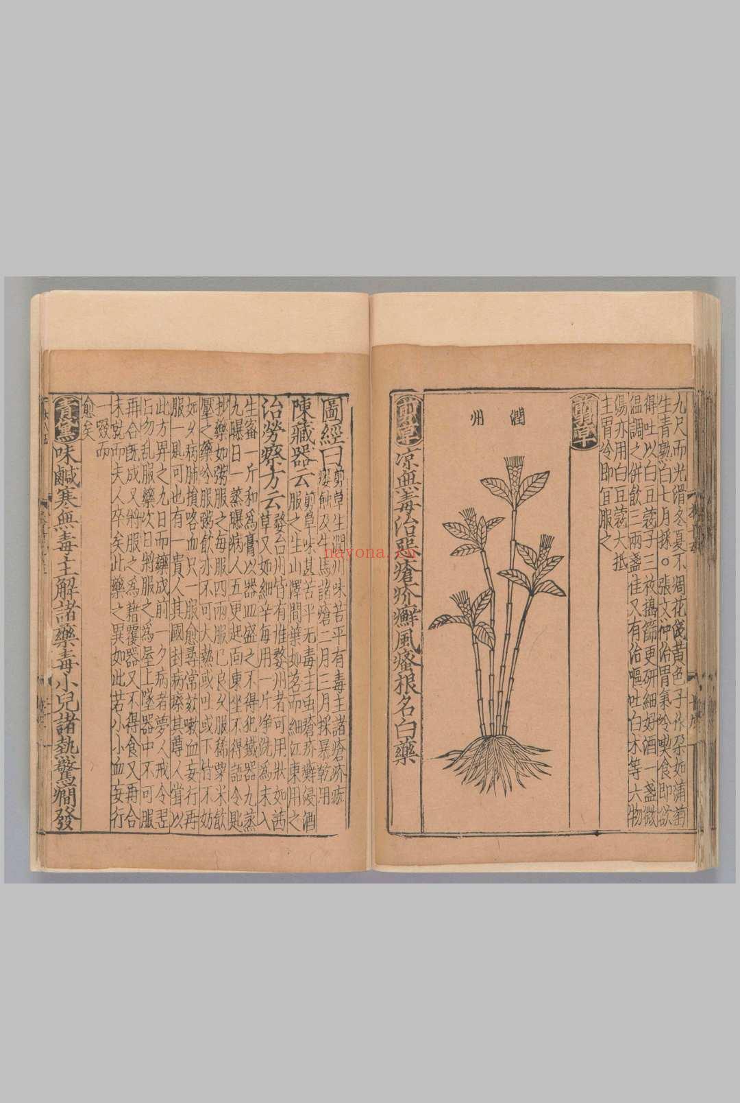 新编类要图注本草42卷.目1卷.上5卷.[宋唐慎微]寇宗奭撰刘信甫.许洪校.[宋末元初]刊(建安余彦国励贤堂)