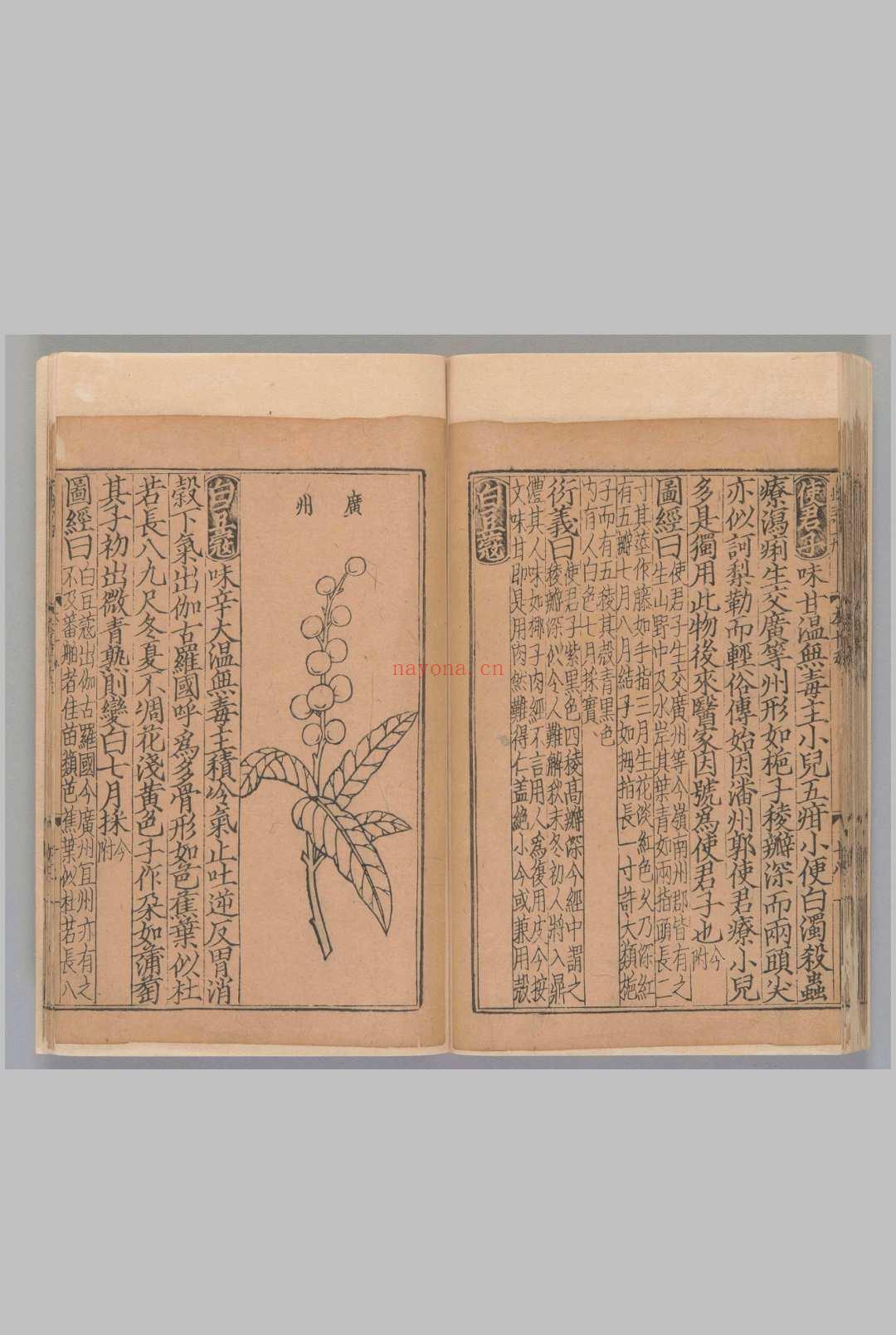 新编类要图注本草42卷.目1卷.上5卷.[宋唐慎微]寇宗奭撰刘信甫.许洪校.[宋末元初]刊(建安余彦国励贤堂)