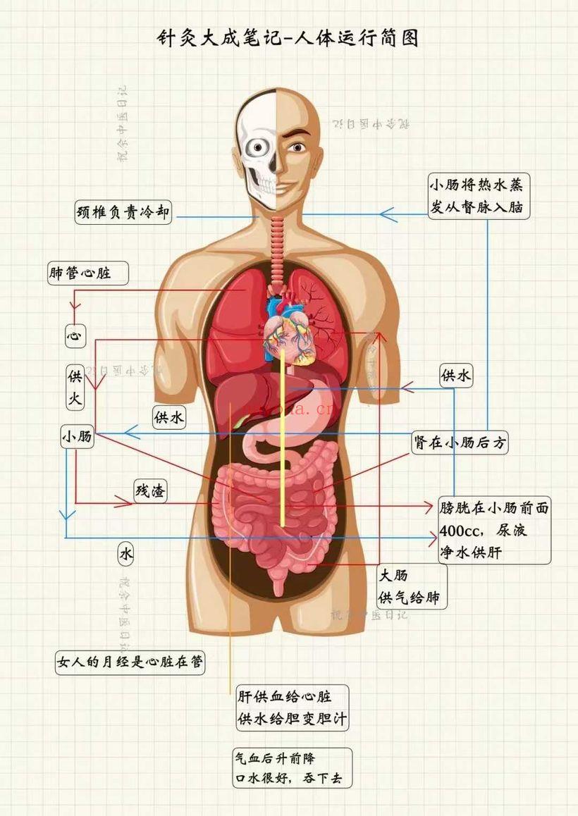 祝余《针灸大成图文笔记》(根据倪海厦老师视频整理)68页 彩色PDF电子版