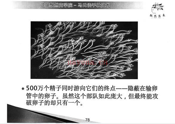 马龙飞《马氏徒手壮阳术》升级版全新教程 201页.PDF电子版
