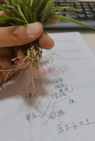 混元绝技《混元地理拔草断技法》望坟神断拔草断事教学 视频10集