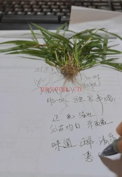 混元绝技《混元地理拔草断技法》望坟神断拔草断事教学 视频10集