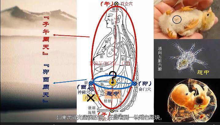 文始道《经络生成原理》视频课8集
