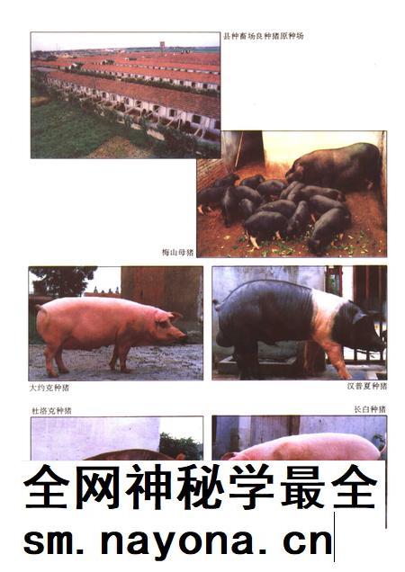 1994-嘉定县畜牧水产局志.pdf电子版_上海市志插图5 1994-嘉定县畜牧水产局志.pdf电子版_上海市志插图5