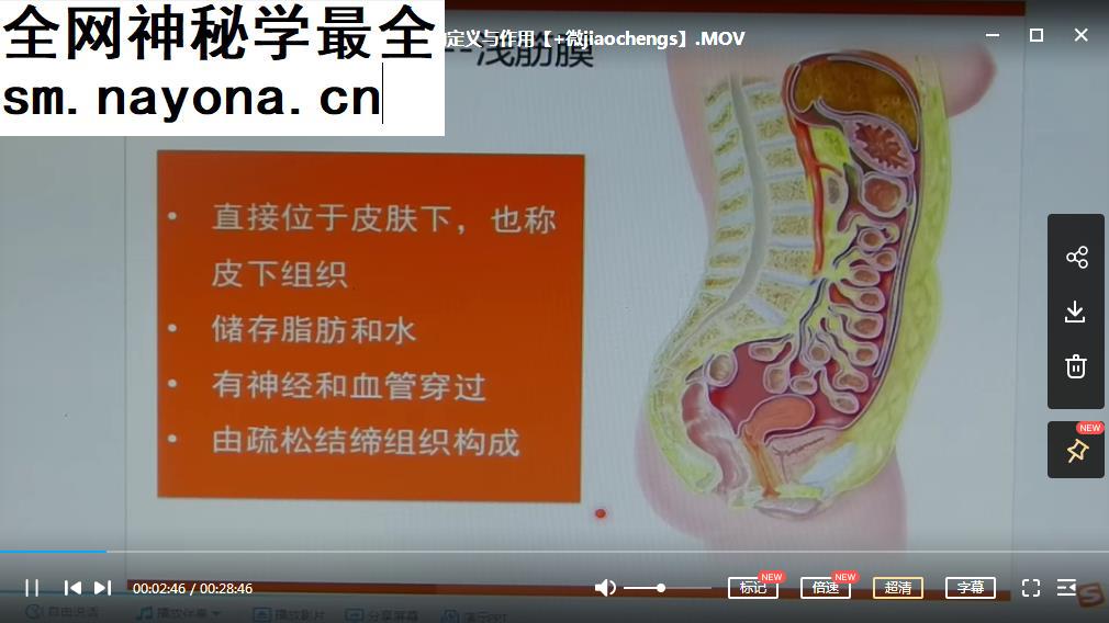 李哲视频音频全集教你学解剖列车视频教程讲姿势评估运动解剖书产后功能恢复