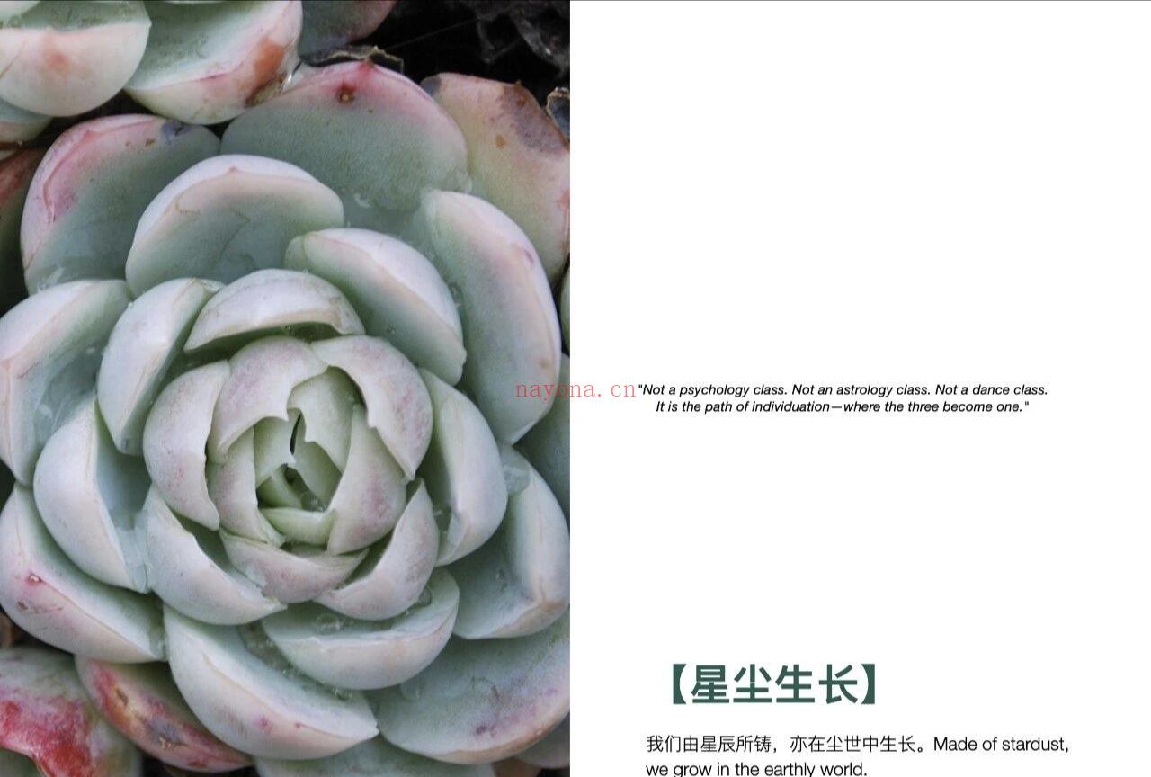 星尘生长融合疗愈陪伴计划