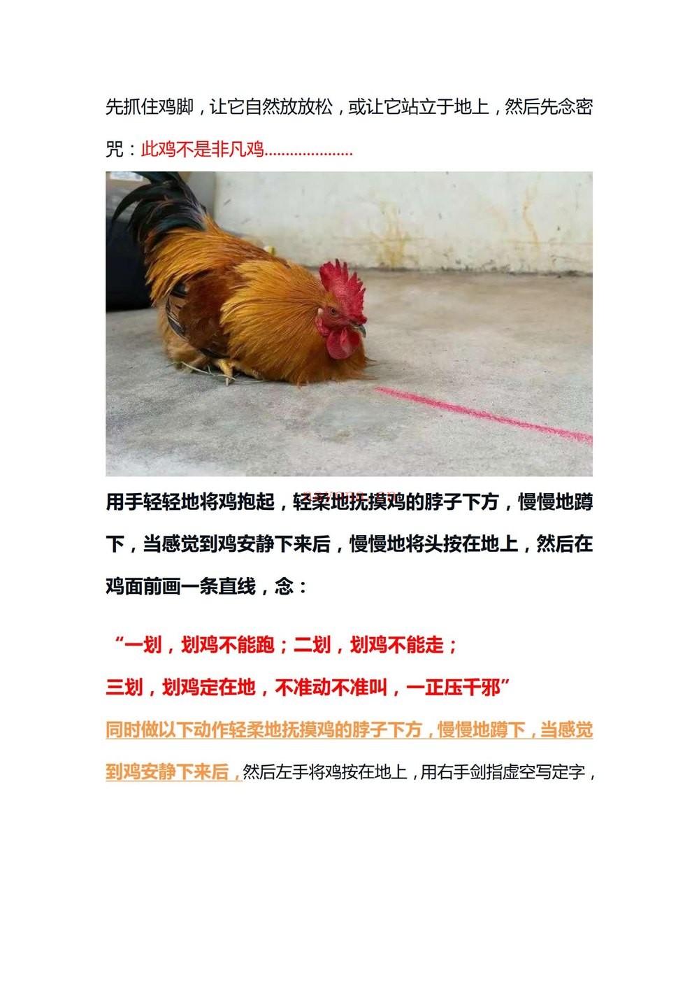 民间秘术《民间秘术 定鸡术》PDF电子书（4页）