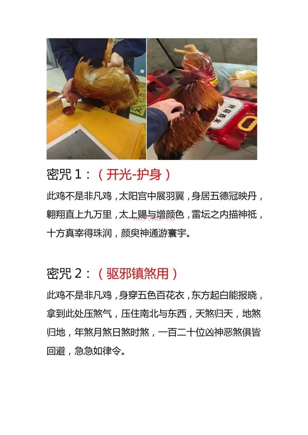 民间秘术《民间秘术 定鸡术》PDF电子书（4页）