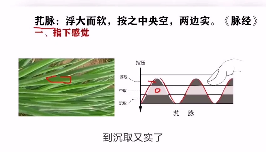 《古训堂陈雷 伤寒脉法讲解》视频27集