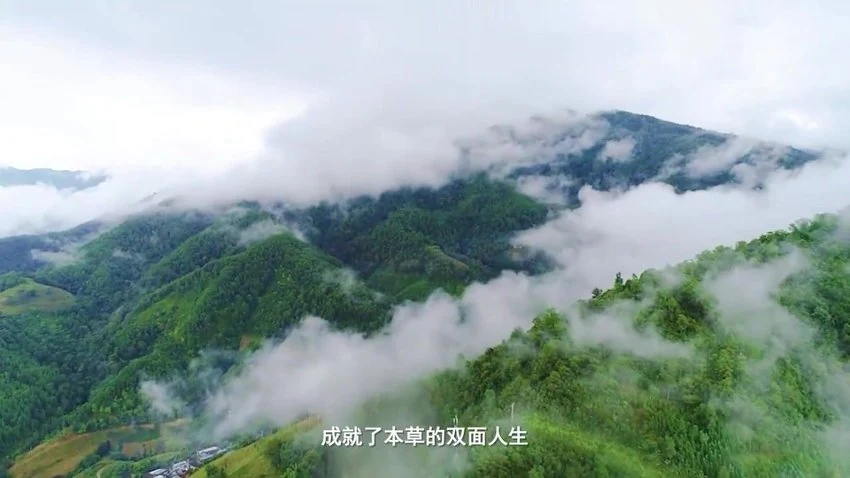 《乡间无杂草认识全是宝每天一味中草药成就中医大梦想》视频879集
