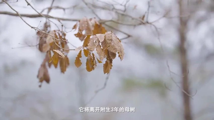 《乡间无杂草认识全是宝每天一味中草药成就中医大梦想》视频879集