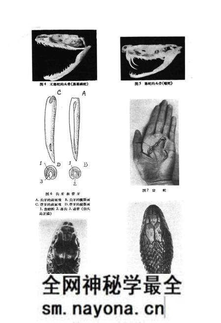 《浙江蛇类志》.pdf电子版_浙江省志预览图3 《浙江蛇类志》.pdf电子版_浙江省志预览图3