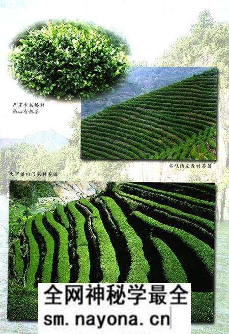 《淳安县茶业志》.pdf电子版_浙江省志预览图3