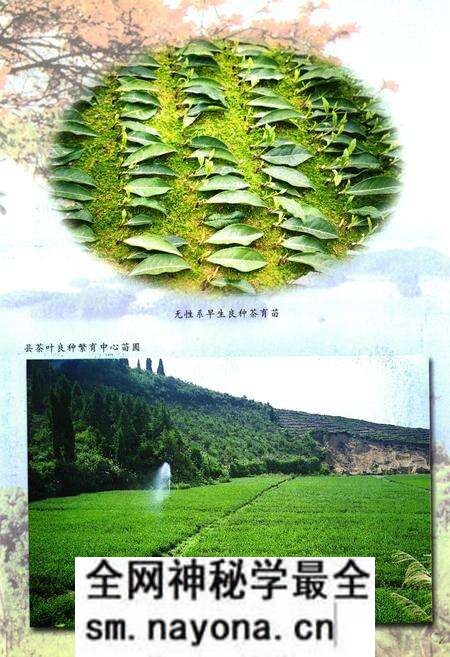 《淳安县茶业志》.pdf电子版_浙江省志预览图4