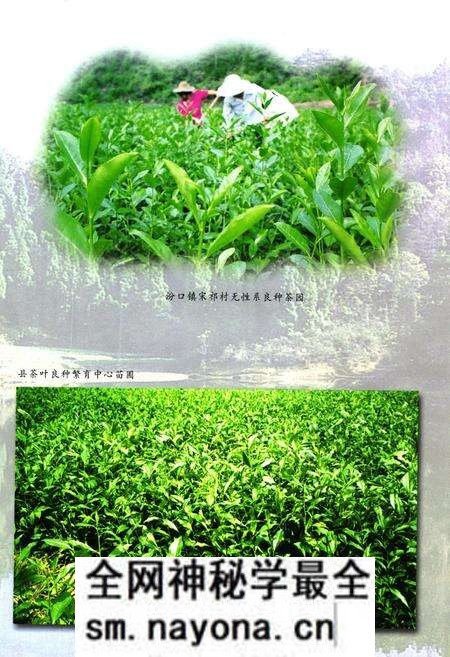 《淳安县茶业志》.pdf电子版_浙江省志预览图5