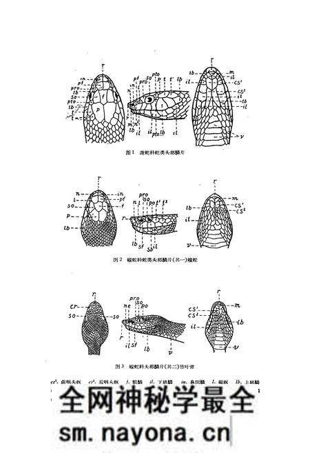《浙江蛇类志》.pdf电子版_浙江省志预览图2 《浙江蛇类志》.pdf电子版_浙江省志预览图2