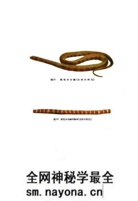 《浙江蛇类志》.pdf电子版_浙江省志预览图4 《浙江蛇类志》.pdf电子版_浙江省志预览图4