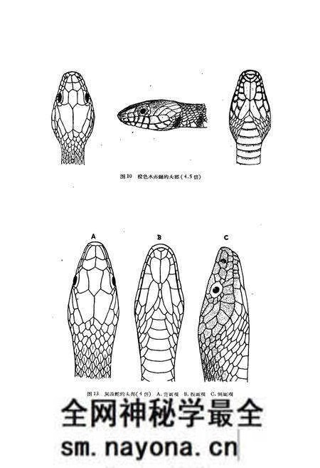 《浙江蛇类志》.pdf电子版_浙江省志预览图5 《浙江蛇类志》.pdf电子版_浙江省志预览图5
