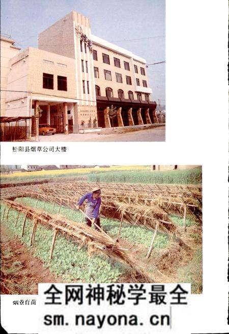 《松阳烟草志》.pdf电子版_浙江省志预览图3 《松阳烟草志》.pdf电子版_浙江省志预览图3