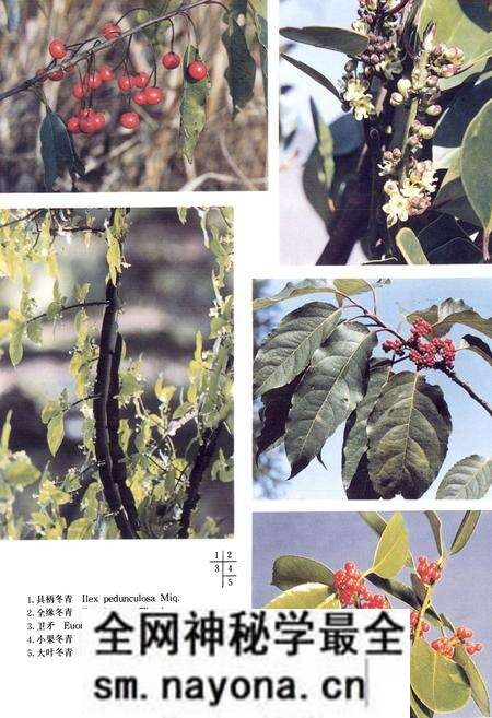 《浙江植物志 第四卷 冬青科—山茱萸科》.pdf电子版_浙江省志预览图4 《浙江植物志 第四卷 冬青科—山茱萸科》.pdf电子版_浙江省志预览图4
