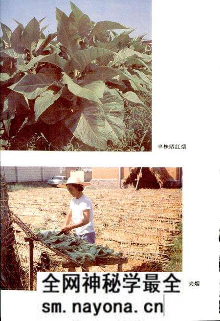 《松阳烟草志》.pdf电子版_浙江省志预览图5 《松阳烟草志》.pdf电子版_浙江省志预览图5
