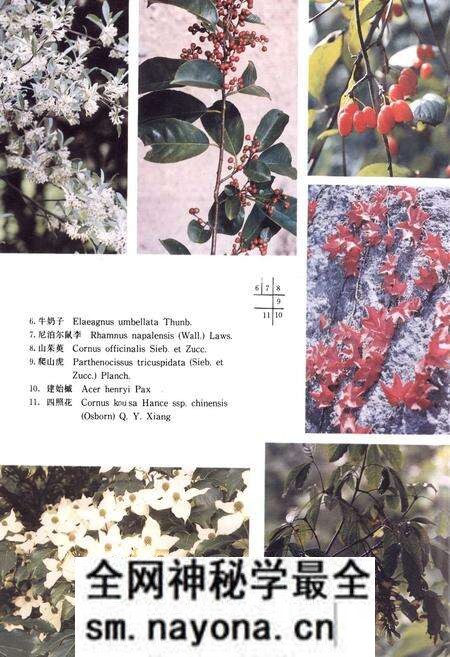 《浙江植物志 第四卷 冬青科—山茱萸科》.pdf电子版_浙江省志预览图5 《浙江植物志 第四卷 冬青科—山茱萸科》.pdf电子版_浙江省志预览图5