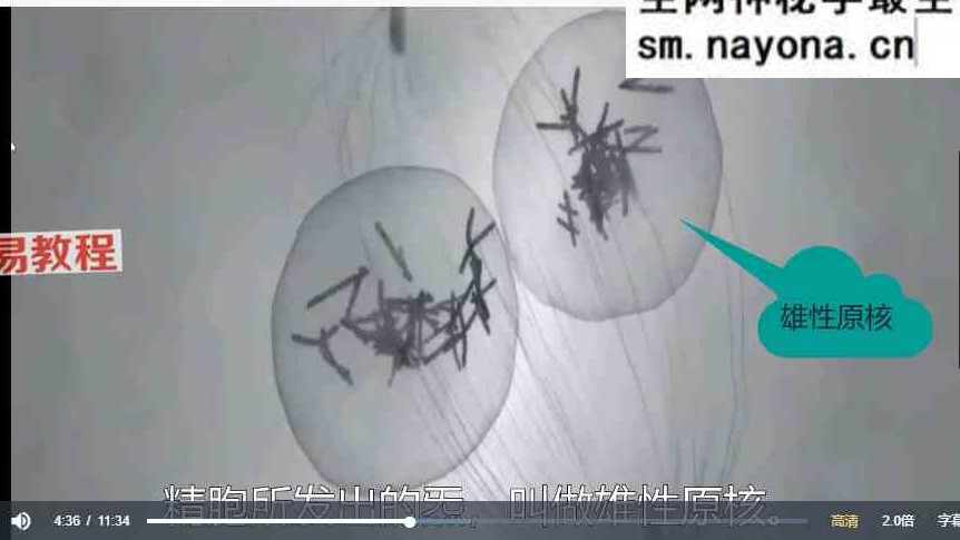 文始道全集11套视频合集