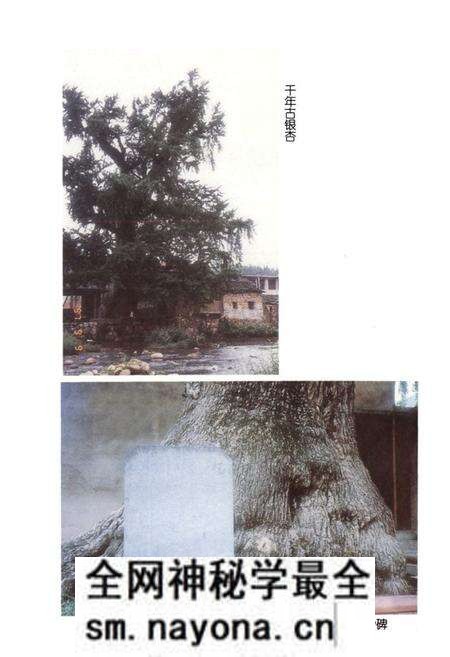 《瑞安林业特产志》.pdf电子版_浙江省志预览图4