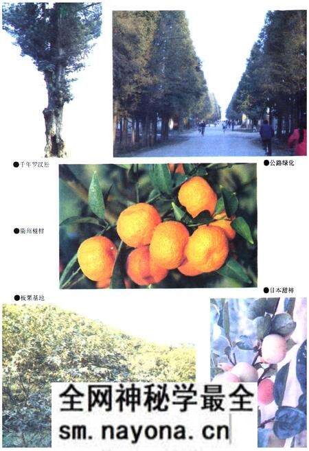 《忂县林业志》.pdf电子版_浙江省志预览图5 《忂县林业志》.pdf电子版_浙江省志预览图5