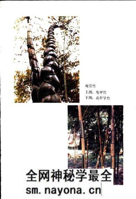 《安吉林业志》.pdf电子版_浙江省志预览图5 《安吉林业志》.pdf电子版_浙江省志预览图5