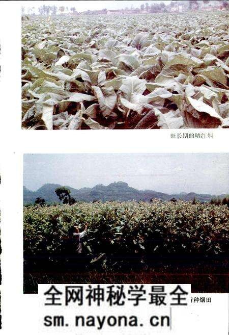 《松阳烟草志》.pdf电子版_浙江省志预览图4 《松阳烟草志》.pdf电子版_浙江省志预览图4