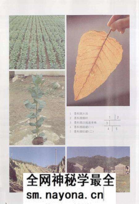 《浙江省烟草志》.pdf电子版_浙江省志预览图5 《浙江省烟草志》.pdf电子版_浙江省志预览图5