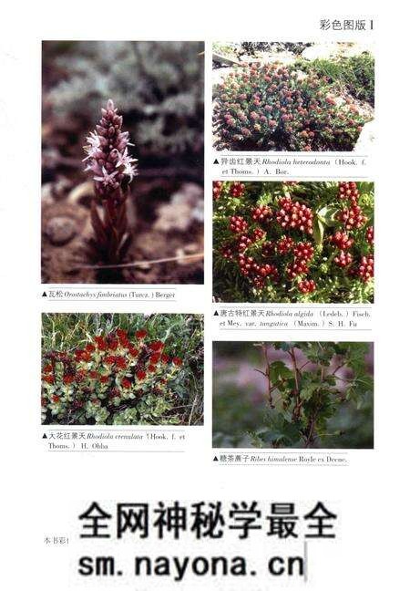 《昆仑植物志 第二卷》.pdf电子版_重庆市志预览图5 《昆仑植物志 第二卷》.pdf电子版_重庆市志预览图5